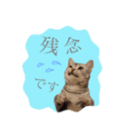 アメショのりんちゃん（個別スタンプ：19）