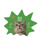 アメショのりんちゃん（個別スタンプ：20）