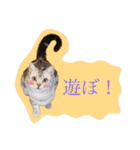 アメショのりんちゃん（個別スタンプ：21）