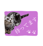 アメショのりんちゃん（個別スタンプ：22）