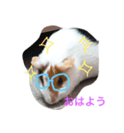 可愛い動物ラブ（個別スタンプ：1）