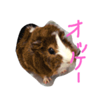 可愛い動物ラブ（個別スタンプ：3）