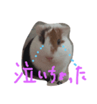 可愛い動物ラブ（個別スタンプ：4）