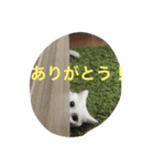 マシューくん第2弾（個別スタンプ：17）