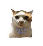 猫な日々。にゃ（個別スタンプ：1）