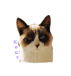 猫な日々。にゃ（個別スタンプ：2）