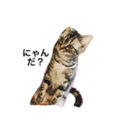 猫な日々。にゃ（個別スタンプ：3）