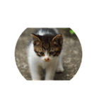 猫な日々。にゃ（個別スタンプ：4）