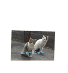 猫な日々。にゃ（個別スタンプ：5）