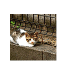 猫な日々。にゃ（個別スタンプ：6）