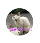猫な日々。にゃ（個別スタンプ：7）