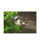 猫な日々。にゃ（個別スタンプ：8）