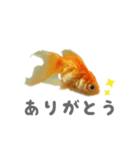 きんたの気持ち（個別スタンプ：1）