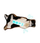 ザッパな猫（個別スタンプ：1）