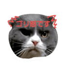ザッパな猫（個別スタンプ：2）