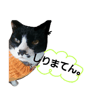 ザッパな猫（個別スタンプ：5）