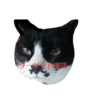 ザッパな猫（個別スタンプ：6）