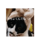 ザッパな猫（個別スタンプ：7）