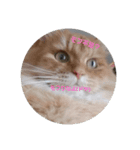 ザッパな猫（個別スタンプ：8）