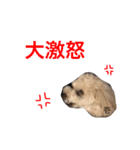 トイプードルの壱くん（個別スタンプ：13）