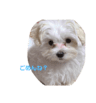 ひなライフ（個別スタンプ：6）