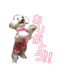 ひなライフ（個別スタンプ：10）