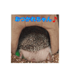 ハリネズミのこうすけ3（個別スタンプ：3）