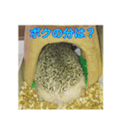 ハリネズミのこうすけ3（個別スタンプ：7）