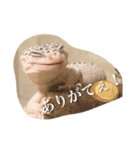 ヒョウモントカゲモドキで日常会話（個別スタンプ：1）