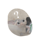 ヒョウモントカゲモドキで日常会話（個別スタンプ：8）
