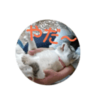 猫目線～猫の気持ち知ってる？～（個別スタンプ：1）