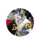 猫目線～猫の気持ち知ってる？～（個別スタンプ：3）
