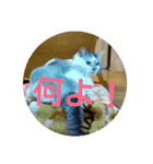猫目線～猫の気持ち知ってる？～（個別スタンプ：4）