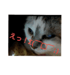猫目線～猫の気持ち知ってる？～（個別スタンプ：5）