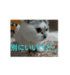 猫目線～猫の気持ち知ってる？～（個別スタンプ：6）