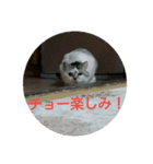 猫目線～猫の気持ち知ってる？～（個別スタンプ：8）