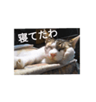 てばさん家（個別スタンプ：6）