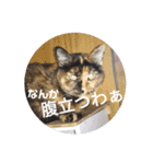 てばさん家（個別スタンプ：13）