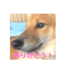 豆柴きいくん（個別スタンプ：1）