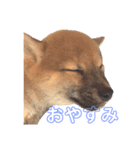豆柴きいくん（個別スタンプ：3）
