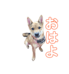 豆柴きいくん（個別スタンプ：4）