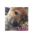豆柴きいくん（個別スタンプ：6）