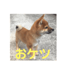 豆柴きいくん（個別スタンプ：7）