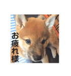 豆柴きいくん（個別スタンプ：8）
