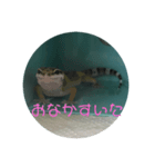 レオパの使えなさそうで使えるスタンプ（個別スタンプ：3）