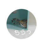 レオパの使えなさそうで使えるスタンプ（個別スタンプ：4）
