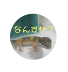 レオパの使えなさそうで使えるスタンプ（個別スタンプ：5）