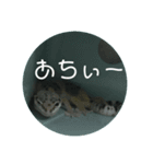 レオパの使えなさそうで使えるスタンプ（個別スタンプ：6）