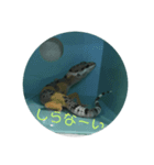 レオパの使えなさそうで使えるスタンプ（個別スタンプ：8）