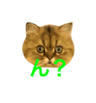 びんねこちゃん（個別スタンプ：1）